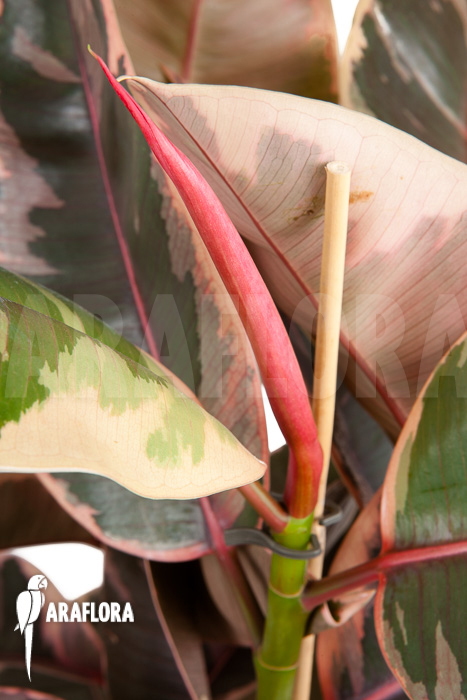 Ficus elastica ’tricolor’