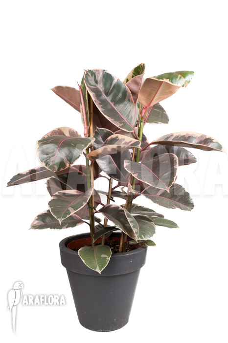 Ficus elastica ’tricolor’
