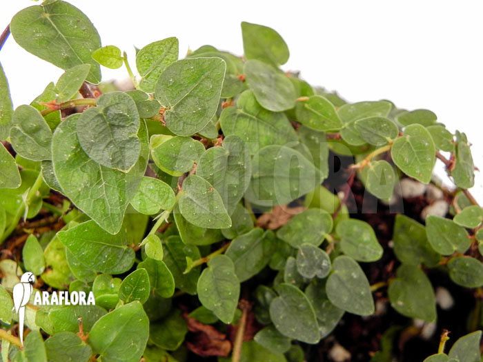 Ficus pumila var. minuta ‘Species colombia’