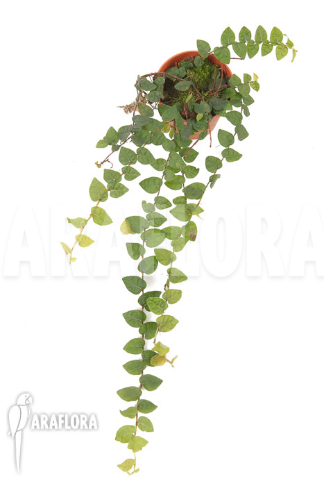 Ficus pumila var minuta ‘Species Colombia’ ‘S’