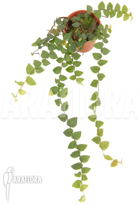 Ficus pumila var minuta ‘Species Colombia’ ‘S’