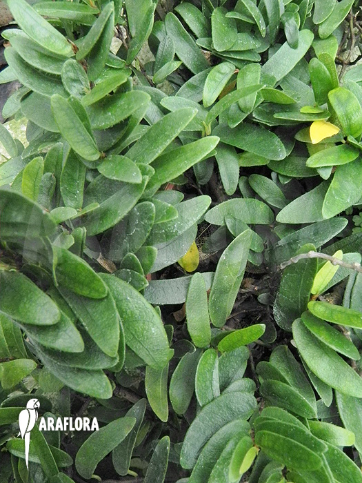 Ficus punctata ‘Species Panama’