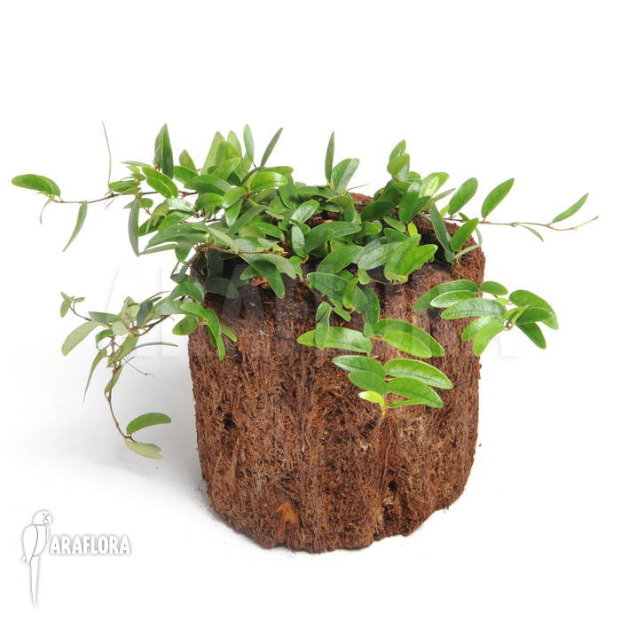 Ficus punctata ‘Species Panama’