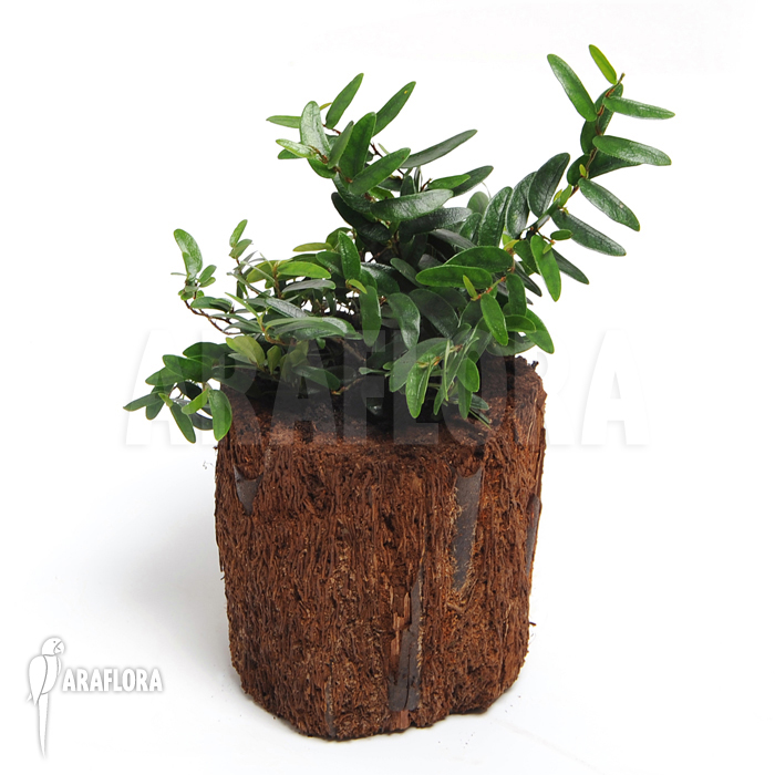 Ficus punctata ‘Species Panama’