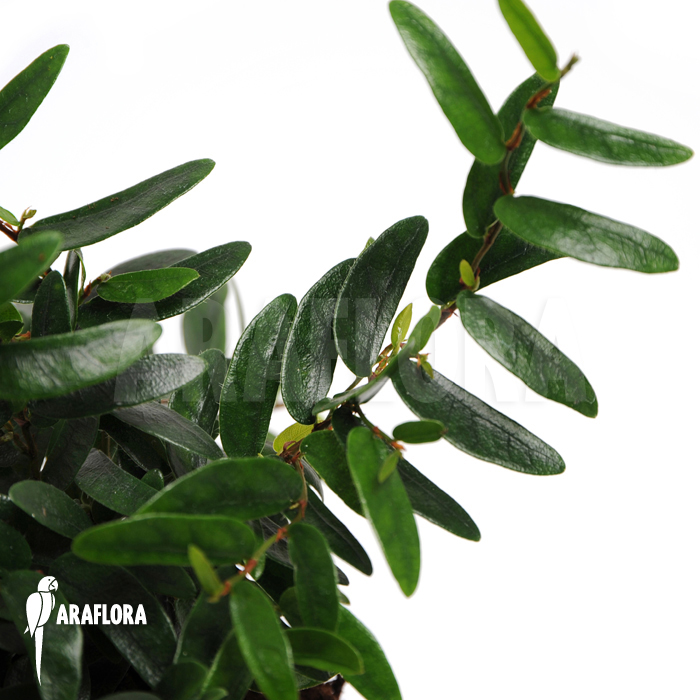 Ficus punctata ‘Species Panama’