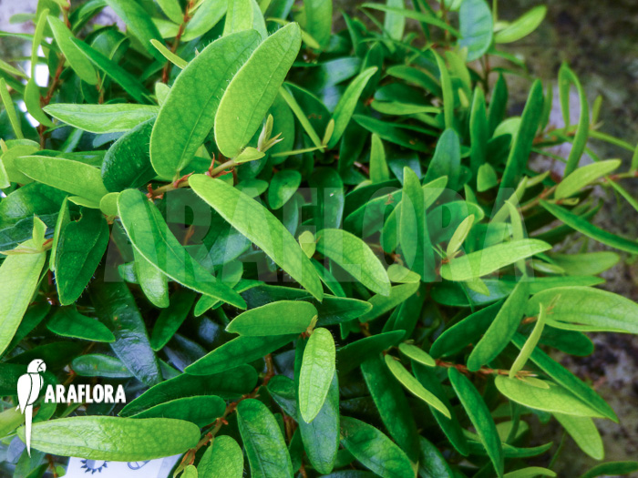 Ficus punctata ‘Species Panama’