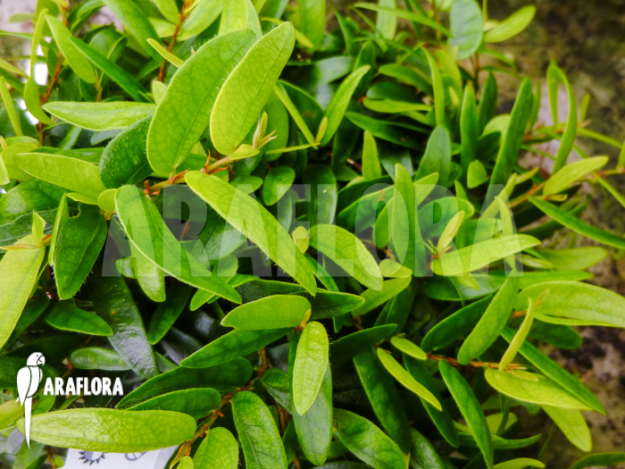 Ficus punctata ‘Species Panama’