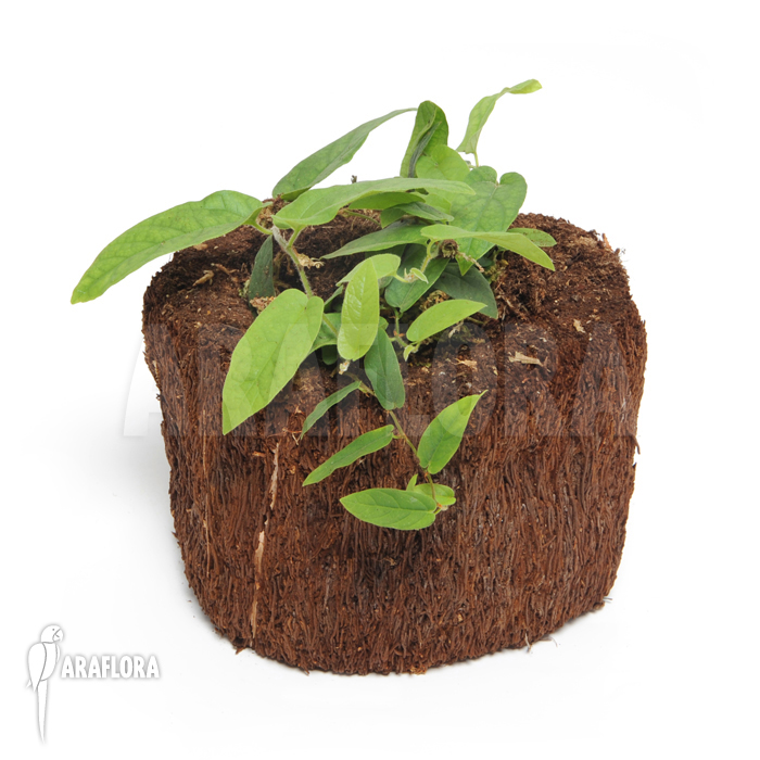 Ficus sagittata