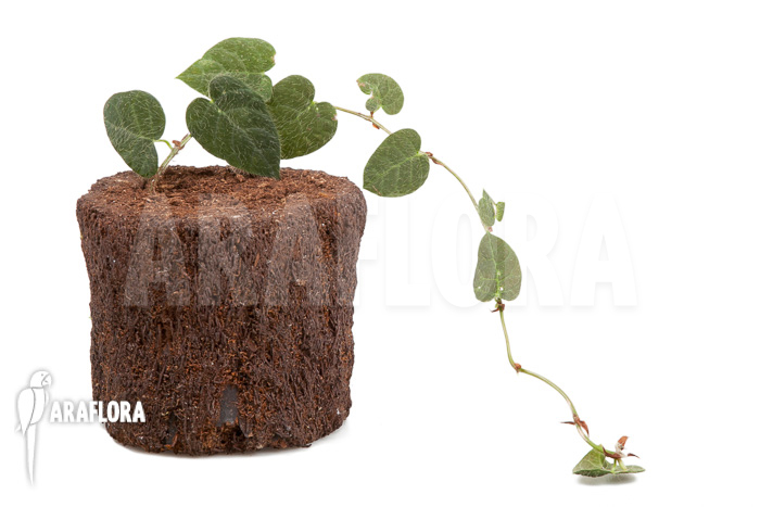 Ficus villosa ‘Starter’