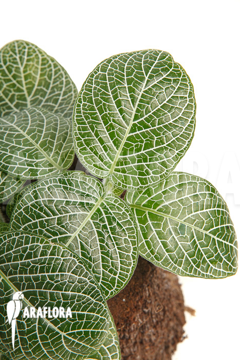 Fittonia-albivenis-new-4