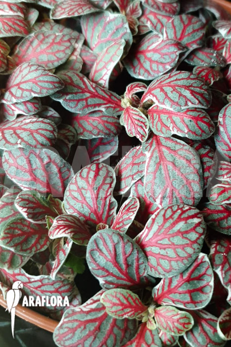 Fittonia ‘grey sensation’