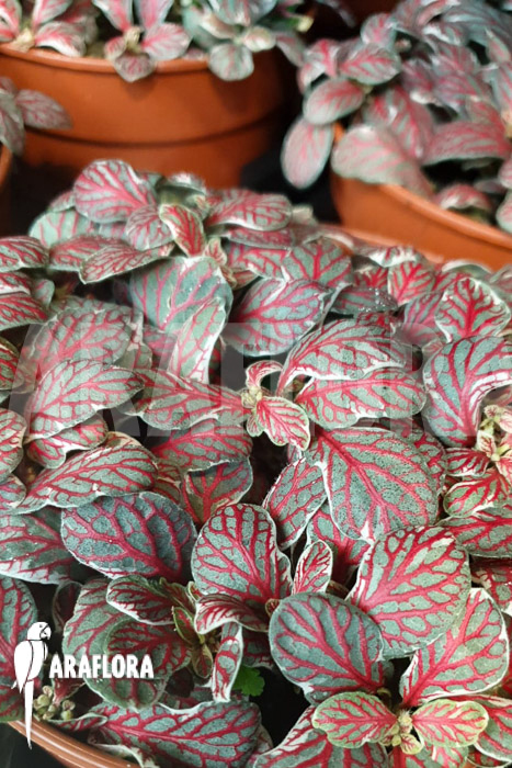Fittonia ‘grey sensation’