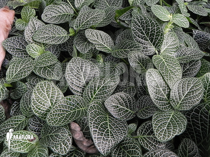 Fittonia verschaffeltii var. argyroneura