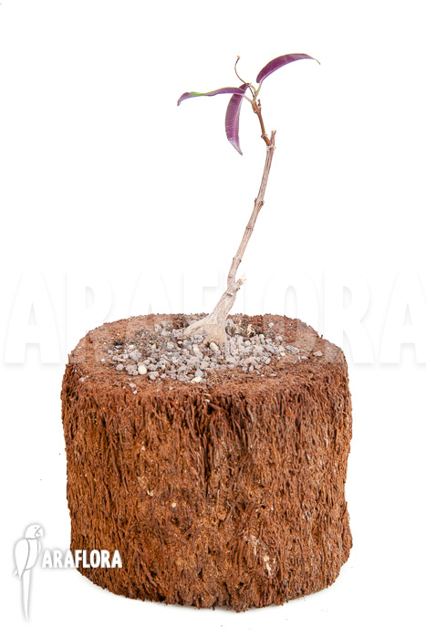 Fockea natalensis ‘S’