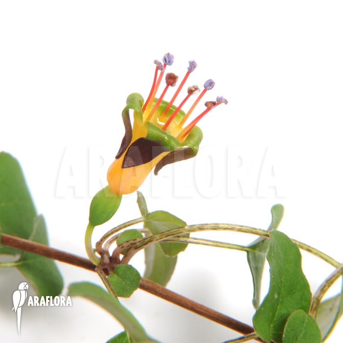 Fuchsia procumbens