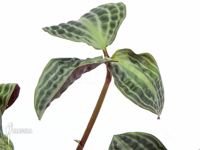 Geogenanthus undatus