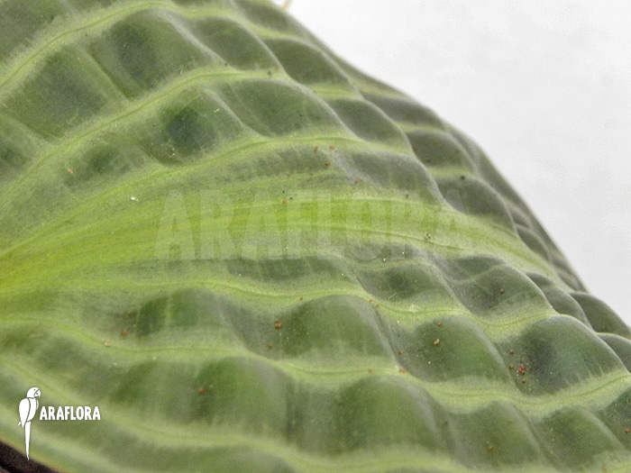 Geogenanthus undatus