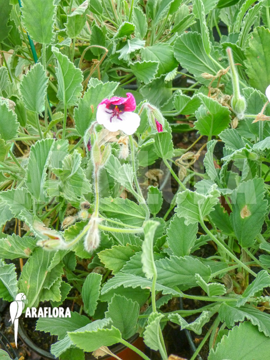 Geranium tricolor