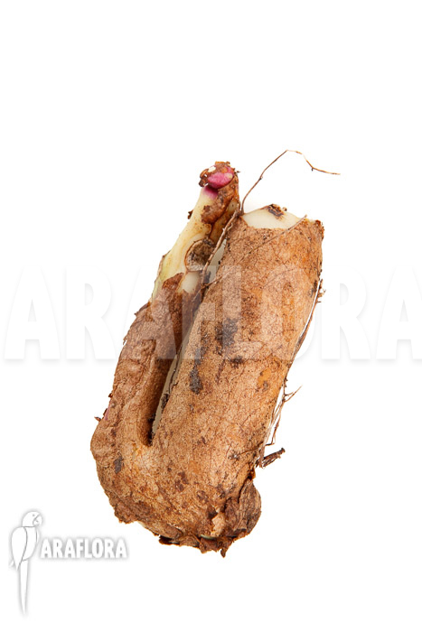 Gloriosa rothschildiana