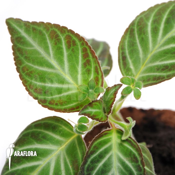 Gloxinella lindeniana