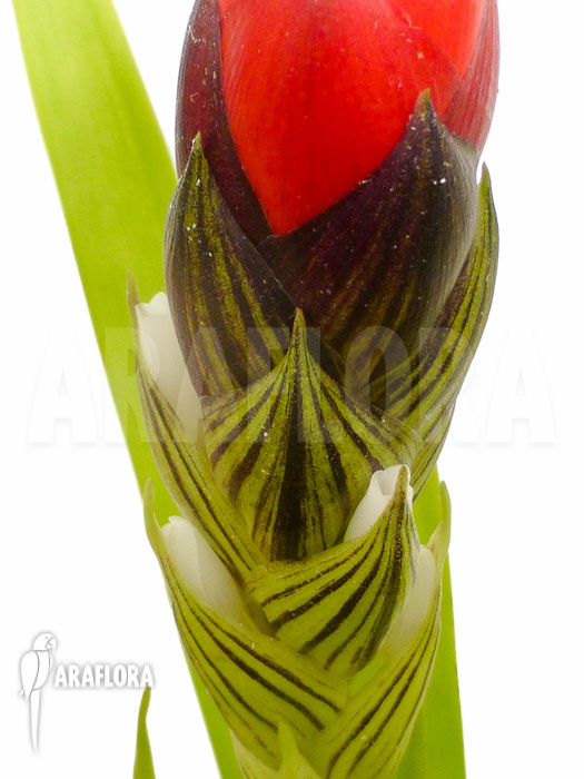 Guzmania monostachia