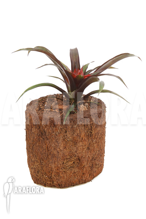 Guzmania x Revolution
