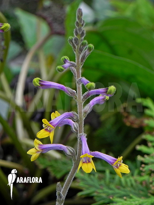 Gymnostachyum ceylanicum