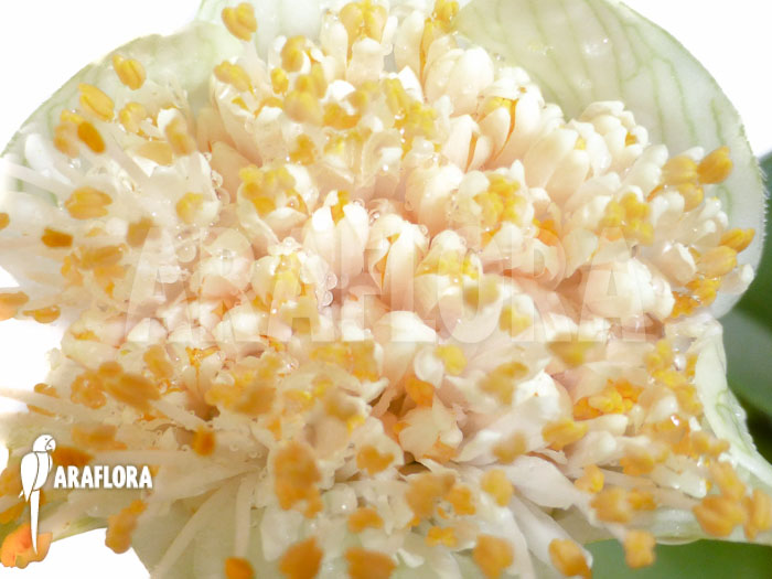 Haemanthus albiflos flower