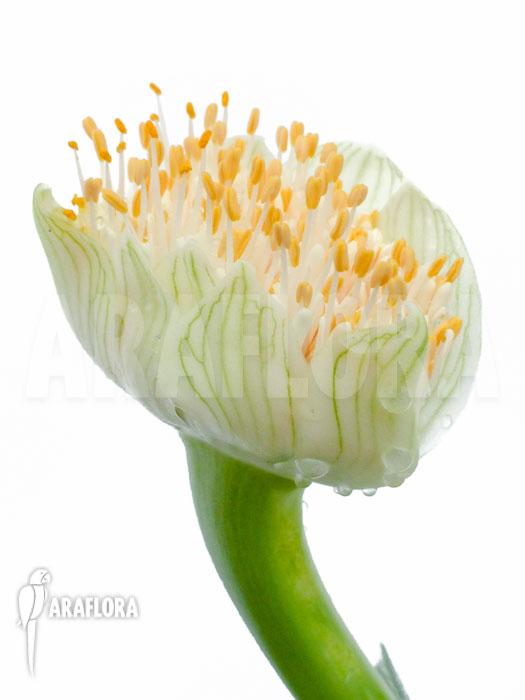 Haemanthus albiflos flower
