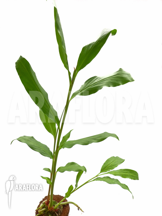 Hedychium horsfieldii