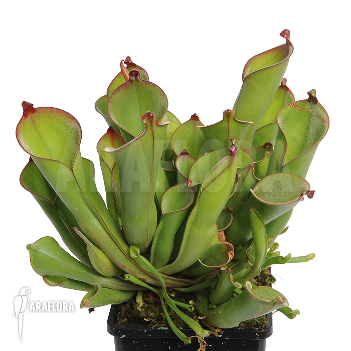Heliamphora heterodoxa ‘L’