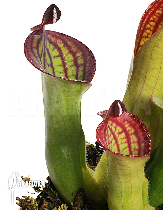 Not for sale Heliamphora macdonaldae