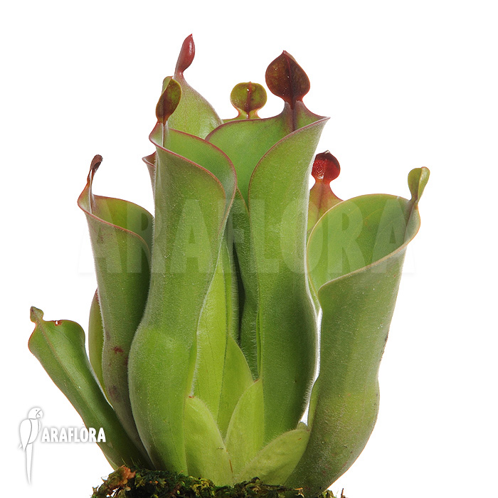 Heliamphora neblinae var. parva ’04H13′