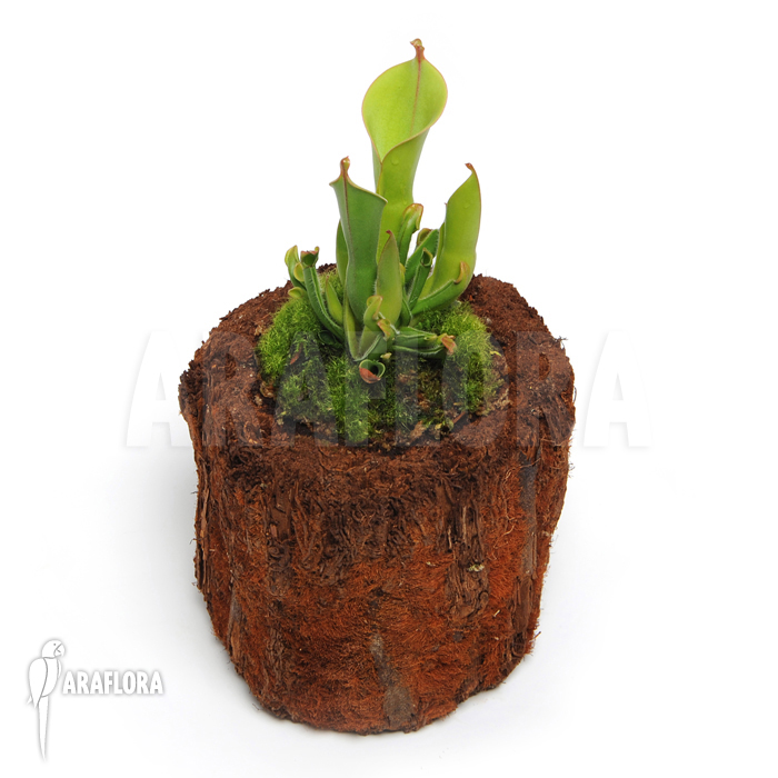 Heliamphora x heterodoxa x minor ‘M’