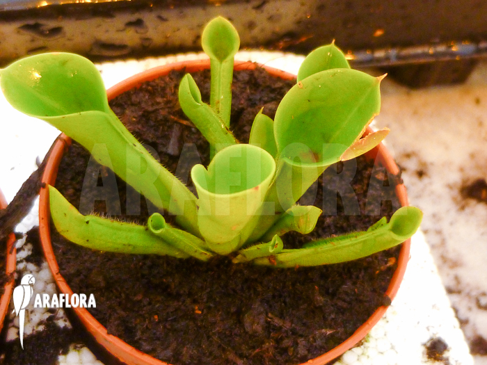 Heliamphora x heterodoxa x minor starter