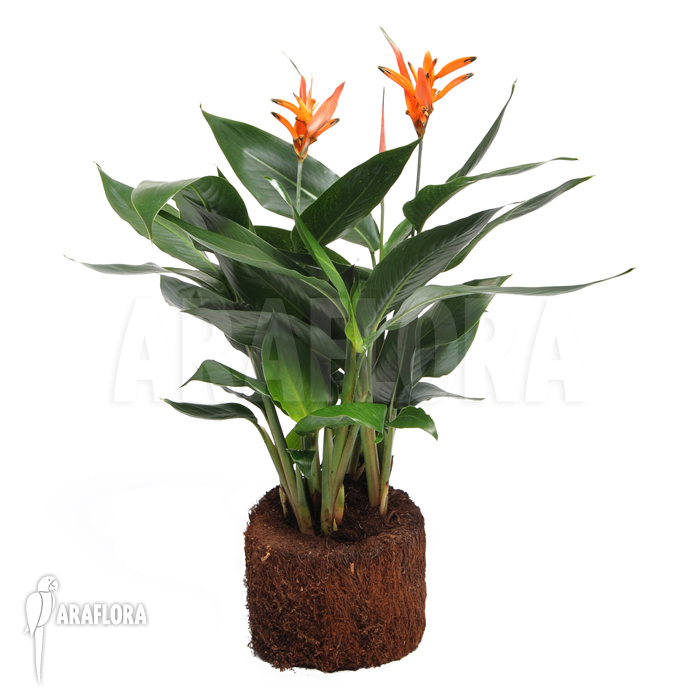 Heliconia psittacorum