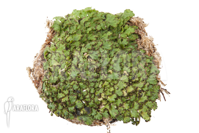 Hepatophyta moss America
