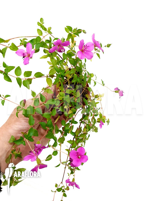 Heterocentron elegans