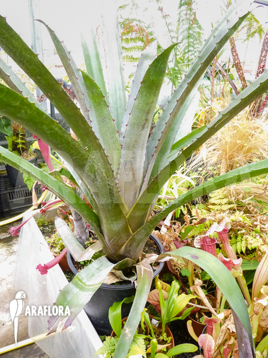 Hohenbergia-leopoldo-horstii-4