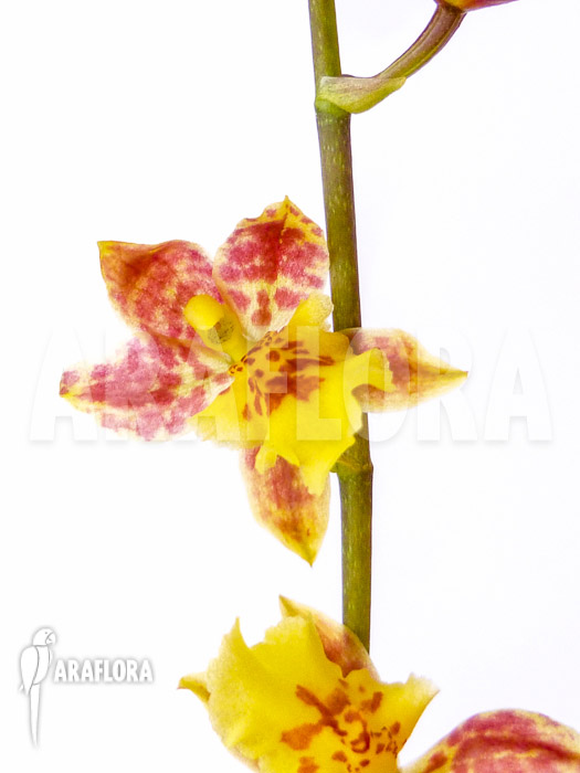 Howeara Chian-Tzy Lovely