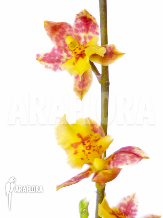 Howeara Chian-Tzy Lovely