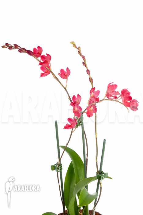 Howeara x Lava Burst