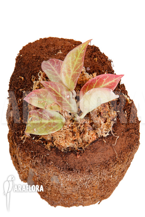 Hoya ‘Sunrise’ ‘S’