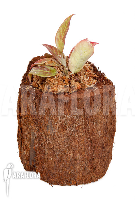 Hoya ‘Sunrise’ ‘S’