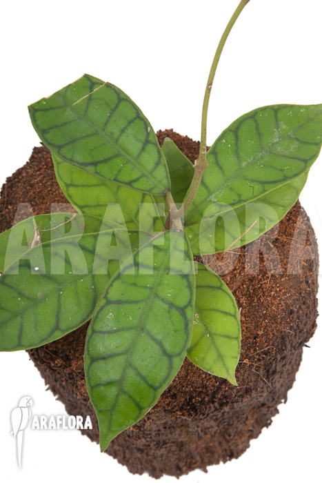 Hoya callistophylla ‘L’