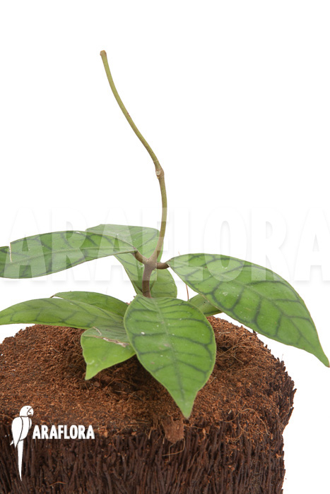 Hoya callistophylla ‘L’