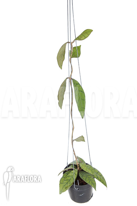 Hoya callistophylla ‘XL’