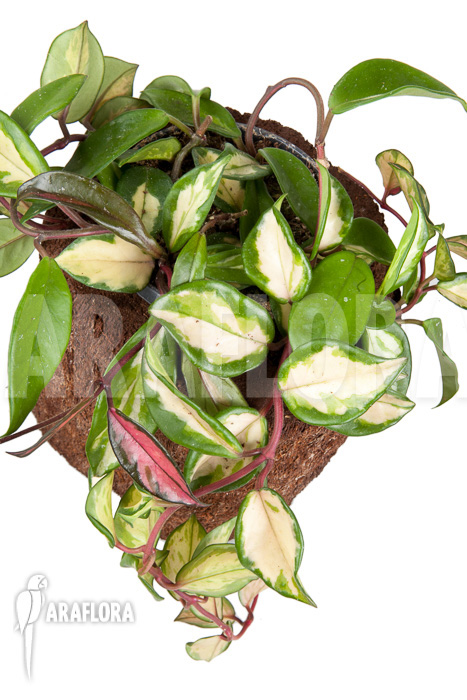 Hoya carnosa tricolor