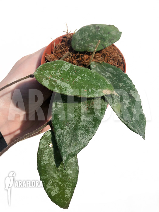 Hoya caudata ‘leafcutting’