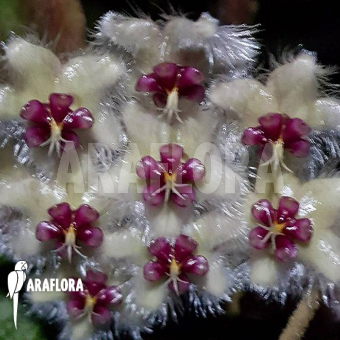 Hoya caudata (big leaf) flower
